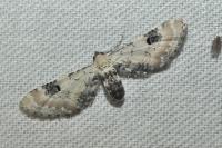 Eupithecia centaureata
