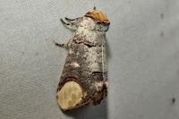 Phalera bucephala