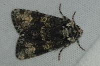 Craniophora ligustri