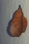 Gastropacha quercifolia