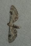 Eupithecia centaureata