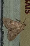 Endotricha flammealis
