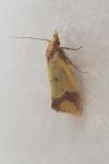 Agapeta zoegana
