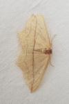 Timandra comae