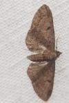 Eupithecia tenuiata