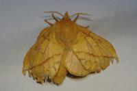 Euthrix potatoria