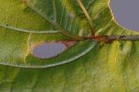 Heliozela resplendella