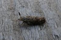Ochsenheimeria taurella
