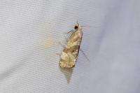 Gynnidomorpha alismana