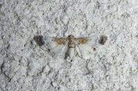Eupithecia breviculata