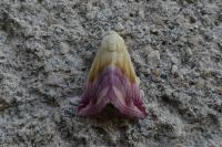 Eublemma purpurina