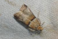 Acrobasis repandana