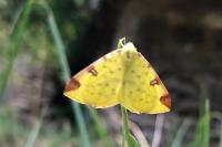 Opisthograptis luteolata