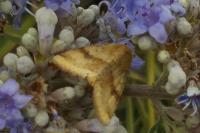 Heliothis viriplaca