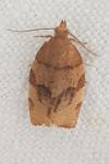 Pandemis cerasana