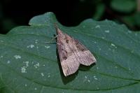 Hypena rostralis