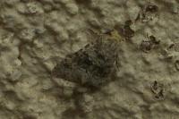 Hecatera dysodea