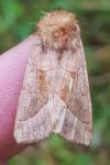 Hydraecia micacea