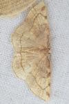 Stegania trimaculata
