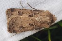 Agrotis bigramma