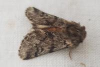 Thaumetopoea pityocampa