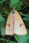 Diacrisia sannio