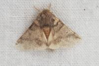 Thaumetopoea processionea