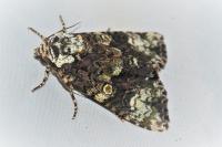 Craniophora ligustri