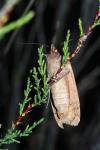 Noctua pronuba