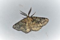 Cleorodes lichenaria