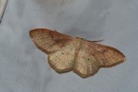 Idaea rubraria