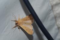 Mythimna vitellina