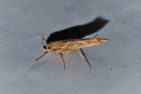 Pyroderces argyrogrammos