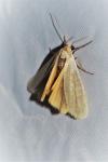 Indalia pygmaeola
