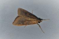 Udea ferrugalis