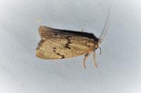 Apaidia mesogona
