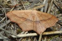 Scopula imitaria