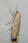 Phycitodes saxicola