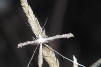Agdistis tamaricis