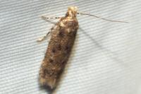 Bryotropha