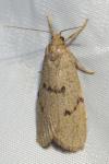 Apaidia mesogona