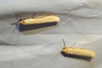 Indalia pygmaeola