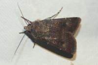 Agrotis trux