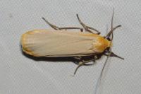 Katha depressa