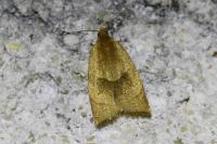 Clepsis rurinana