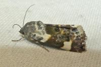 Acontia lucida