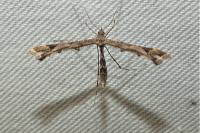 Amblyptilia acanthadactyla
