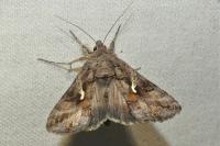 Autographa gamma