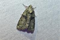 Cryphia algae
