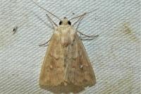 Mythimna ferrago